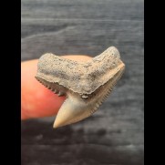 2,6 cm scharfer Zahn des Tigerhai