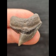 2,7 cm  scharfer Zahn des Tigerhai