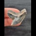 3,1 cm schön gefärbter Zahn des Tigerhai