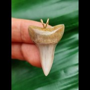 3,3 cm heller grauer Zahn des Mako Hai als Anhänger