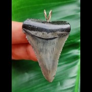 4,8 cm grau-blauer Zahn des Großen Weißen Hai als Anhänger