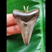 5,2 cm dolchförmiger Zahn des Megalodon als Anhänger