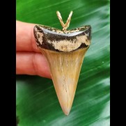 5,0 cm großer grau-brauner Zahn des Mako Hai als Anhänger