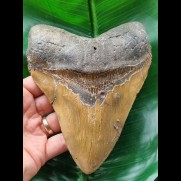 15,1 cm großer brauner Zahn des Megalodon