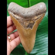 12,2 cm schmaler brauner Zahn des Megalodon
