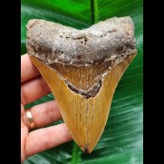 11,7 cm  brauner symmetrischer Zahn des Megalodon
