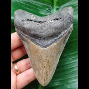 11,4 cm grau-blauer Zahn des Megalodon
