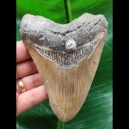 11,4 cm brauner Zahn des Megalodon