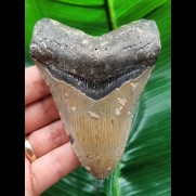 10,3 cm grau-blauer Zahn des Megalodon