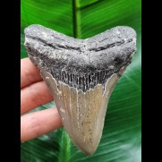 10,0 cm  blau-grauer Zahn des Megalodon