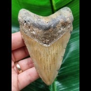 10,3 cm heller Zahn des Megalodon