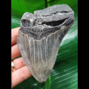 10,7 cm blau-grauer Zahn des Carcharocles Megalodon