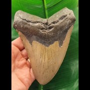 14,2 cm massiver grauer Zahn des Megalodon - Hai