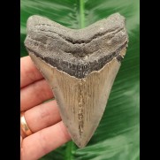 10,1 cm blau-grauer Zahn des Megalodon