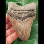 10,1 cm Zahn des Megalodon-Hai mit gebogener Zahnkrone