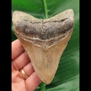 11,3 cm brauner Zahn des Megalodon