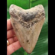 10,5 cm grauer Zahn des Megalodon