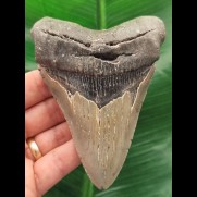 11,0 cm dolchförmiger grauer Zahn des Megalodon