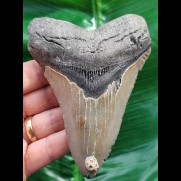 11,4 cm grauer, scharfer Zahn des Megalodon