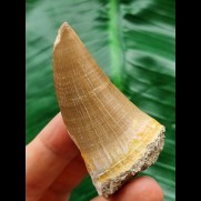 6,1 cm heller Zahn des Mosasaurus beaugei