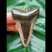 6,3 cm dolchförmiger Zahn des Megalodon als Anhänger