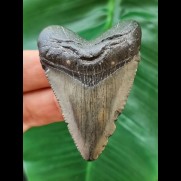 5,7 cm grau-blauer Zahn des Carcharocles Chubutensis