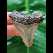 4,9 cm grauer Zahn des Carcharocles Angustidens