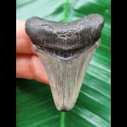 4,8 cm  schön erhaltener Zahn des Carcharocles Angustidens