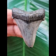 4,5 cm blau-grauer Zahn des Carcharocles Angustidens