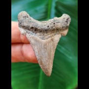 4,9 cm heller Zahn des Carcharocles Auriculatus