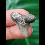 2,5 cm heller Zahn des Carcharocles Auriculatus