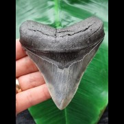 9,9 cm blau-grauer schöner Zahn des Megalodon