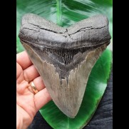 14,1 cm grauer Zahn des Megalodon mit breiter Wurzel