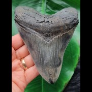 13,1 cm gemusterter Zahn des Megalodon