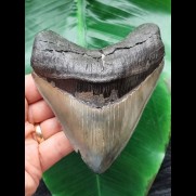 11,7 cm massiver breiter Zahn des Megalodon