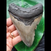 12.6 cm grey sharp tooth of the Megalodon
