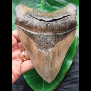 14,5 cm beeindruckender Zahn des Megalodon aus dem Ashepoo River