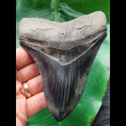 13,1 cm dunkler blauer Zahn des Megalodon