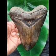 14,9 cm fantastischer dunkler brauner Zahn des Megalodon