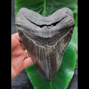 16,4 cm sehr großer schwarzer Zahn des Megalodon aus South Carolina