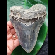 13,8 cm großer scharfer blauer Zahn des Megalodon