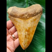 12,7 cm Zahn des Megalodon aus Indonesien mit orangenem Zahnschmelz