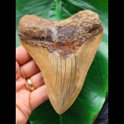 12,4 cm Zahn des Megalodon aus Indonesien mit hellem Zahnschmelz