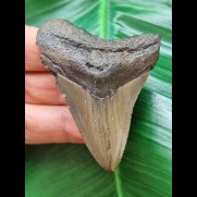 6,2 cm grau- brauner Zahn des Megalodon