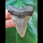 5,8 cm dolchförmiger grauer Zahn des Megalodon