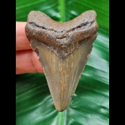 5,9 cm dolchförmiger Zahn des Megalodon