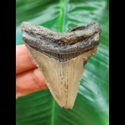 5,7 cm Zahn des Megalodon mit scharfer Zahnung