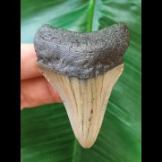 6,0 cm großer Zahn des Megalodon