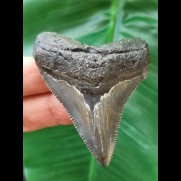 6,0 cm dunkler Zahn des Megalodon mit scharfer Zahnung