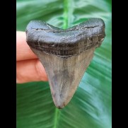 5,6 cm dunkler Zahn des Megalodon